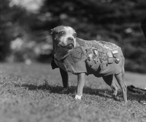 Sergeant Stubby wearing military uniform and decorations.