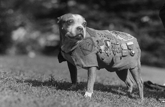 Sergeant Stubby and Sergeant Reckless, Decorated Dog and Horse