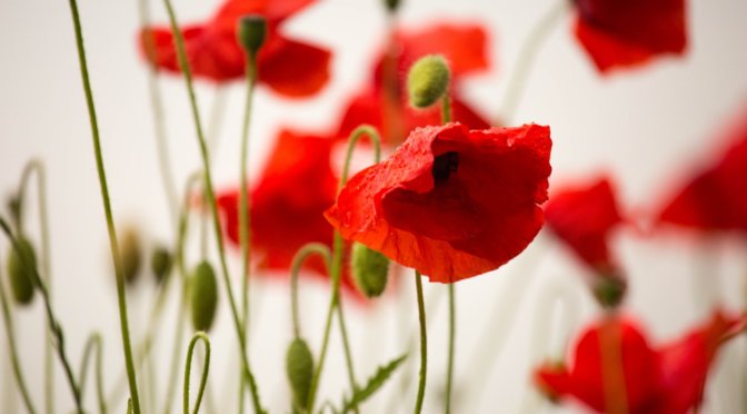 How to Look for British Soldiers from the Second World War WW2