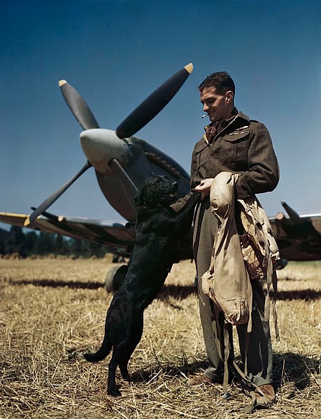 Wing Commander Johnson at Bazenville Landing Ground, Normandy, July 1944.